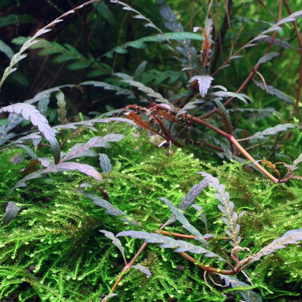 Hygrophila Pinnatifida 1-2-Grow