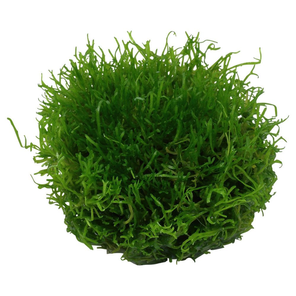 Riccia Fluitans 1-2-Grow