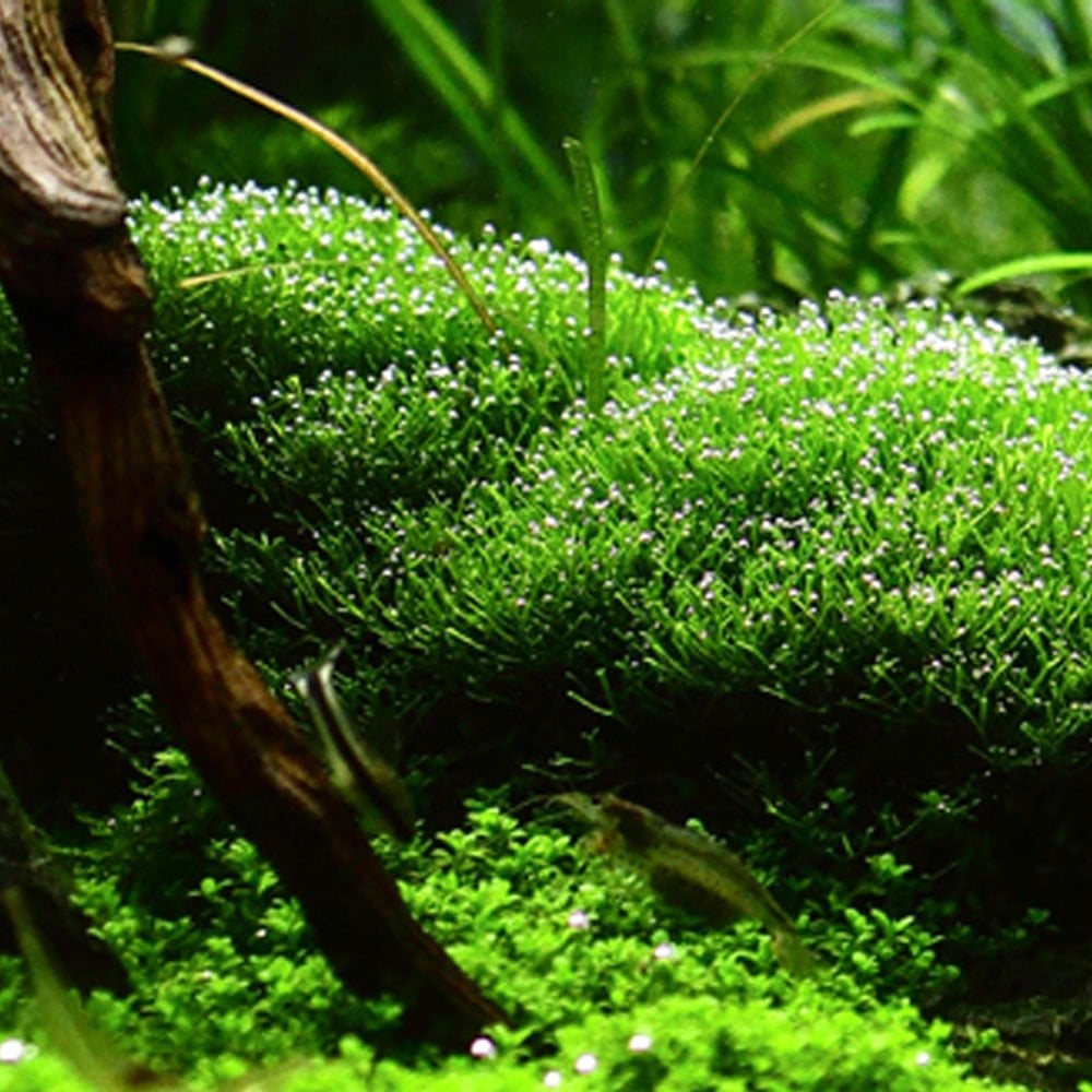Riccia Fluitans 1-2-Grow