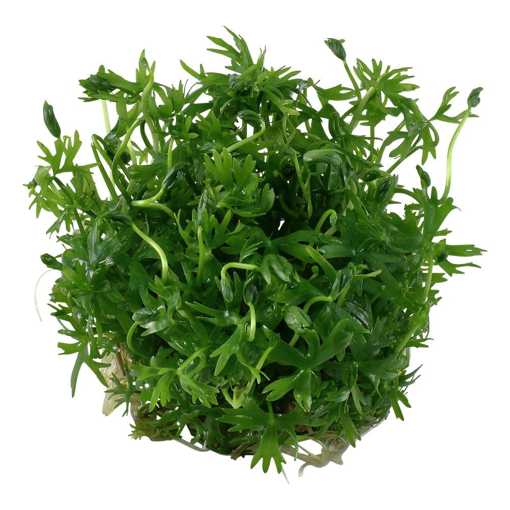 Ranunculus Inundatus 1-2-Grow