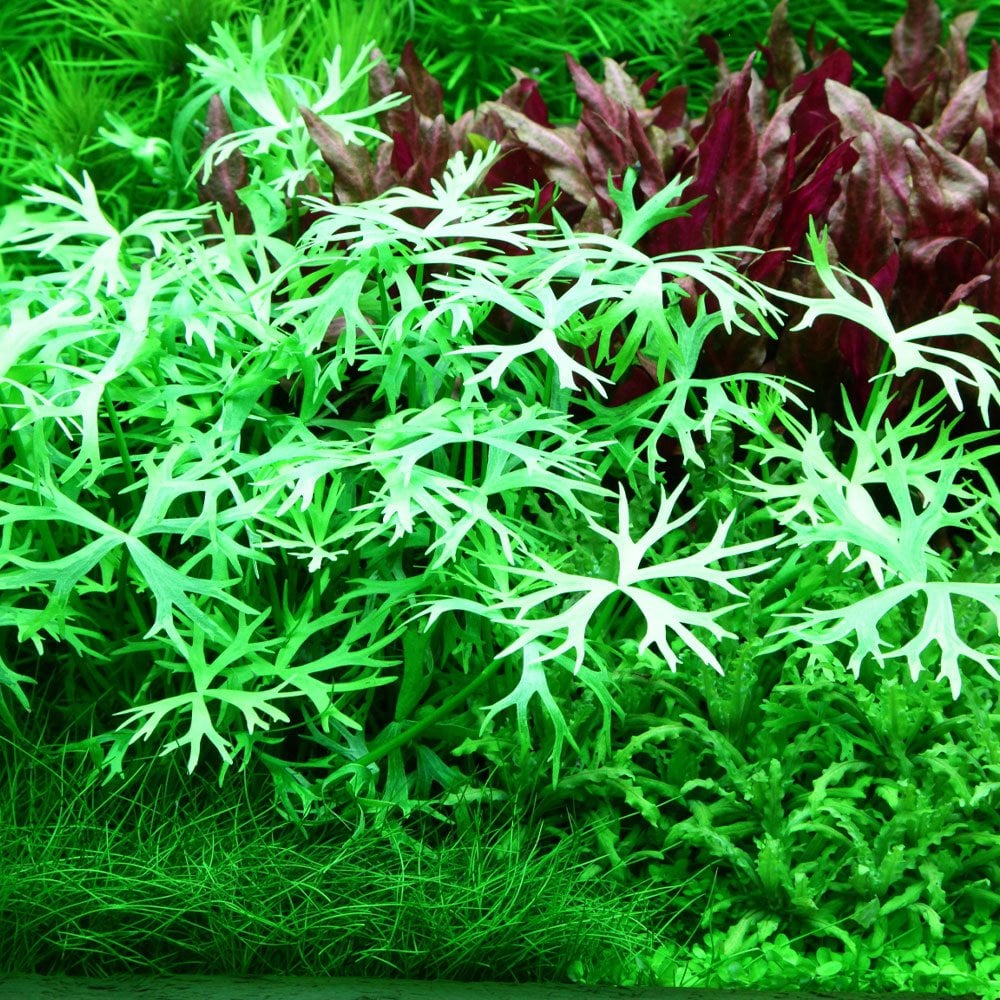 Ranunculus Inundatus 1-2-Grow
