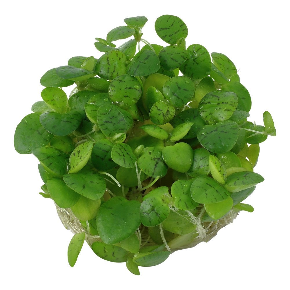 Limnobium Laevigatum 1-2-Grow