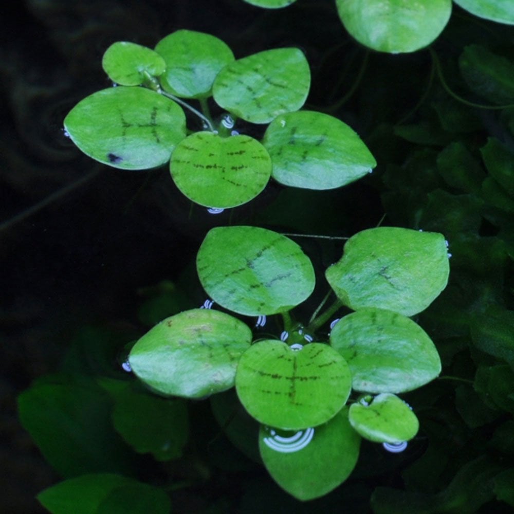 Limnobium Laevigatum 1-2-Grow