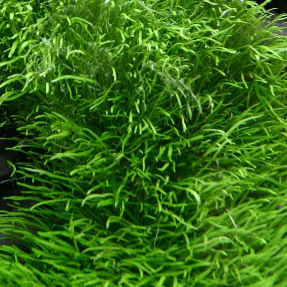 Utricularia Graminifolia 1-2-Grow