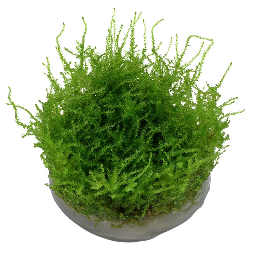 Vesicularia Montagnei Christmas Moss 1-2-Grow