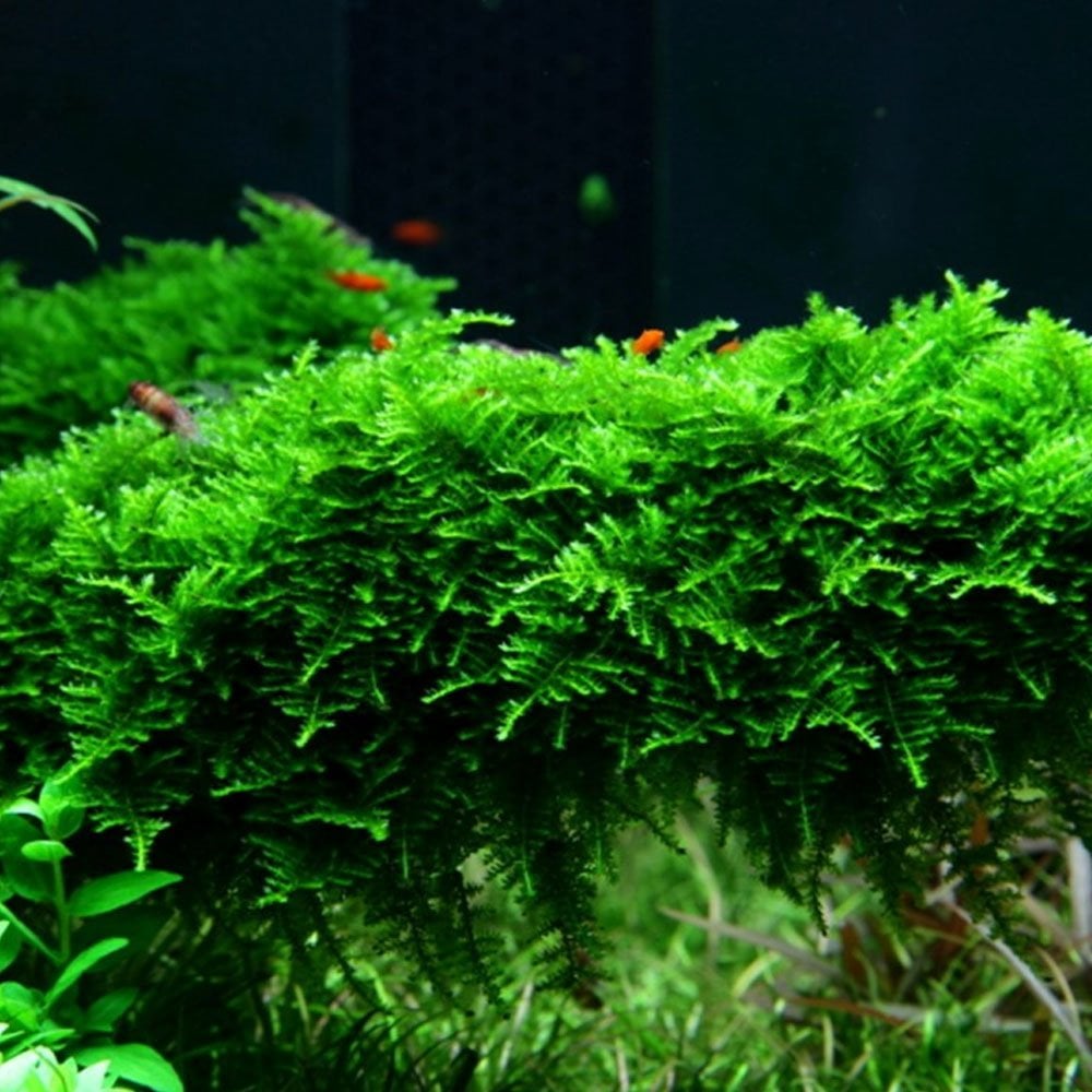 Vesicularia Montagnei Christmas Moss 1-2-Grow