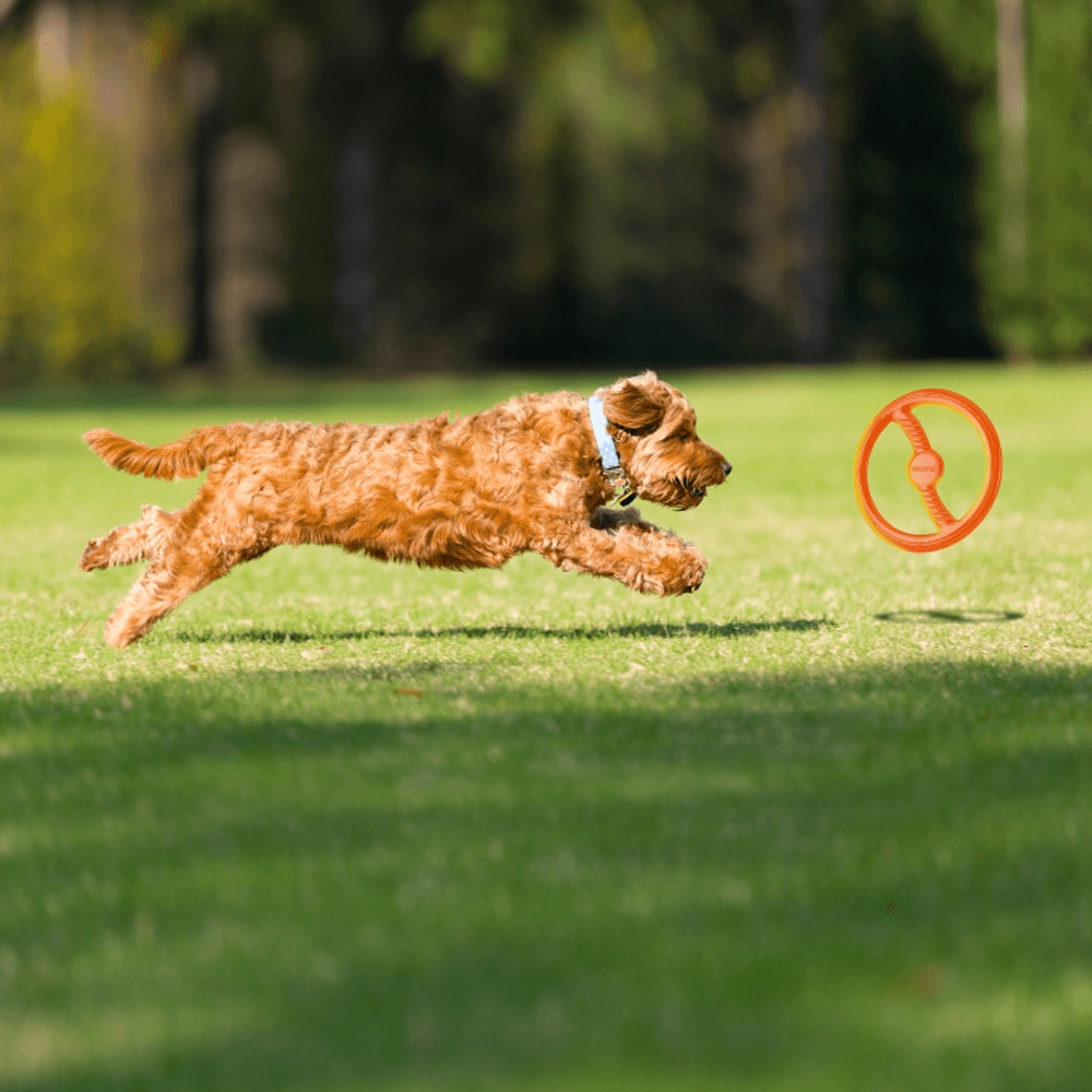 Toss-N-Tug Ring (22.7cm)