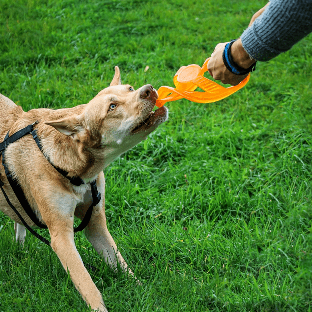 Toss-N-Tug Ring (22.7cm)