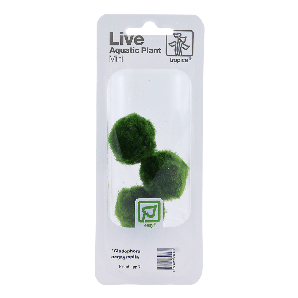 Aegagropila Linnaei - Live Moss Balls (3pk)