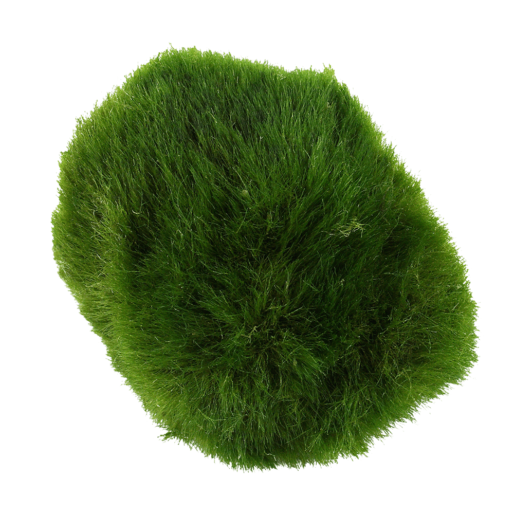 Aegagropila Linnaei - Live Moss Balls (3pk)