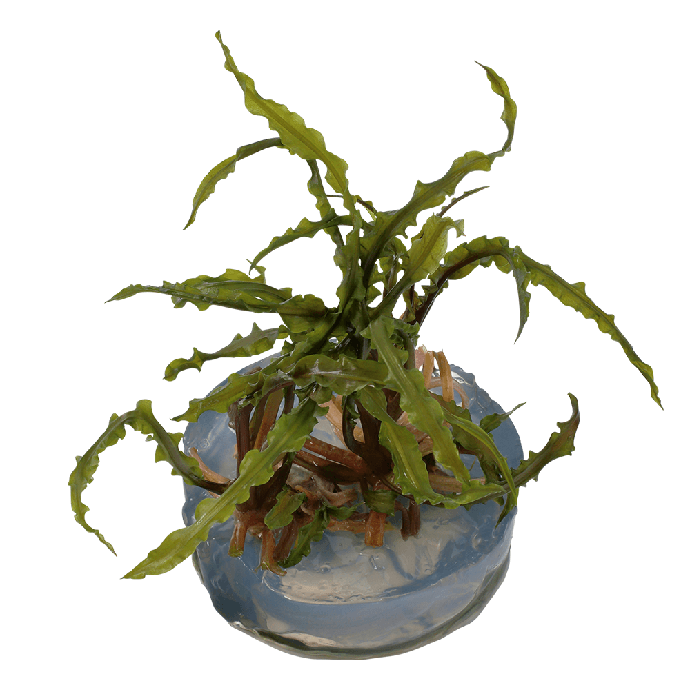 Cryptocoryne Crispatula 1-2-Grow