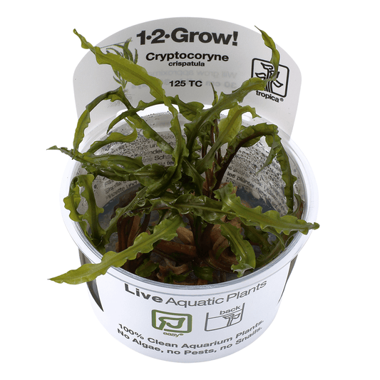 Cryptocoryne Crispatula 1-2-Grow