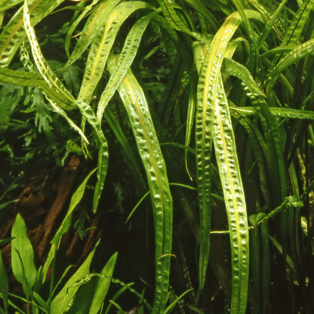 Cryptocoryne Crispatula 1-2-Grow