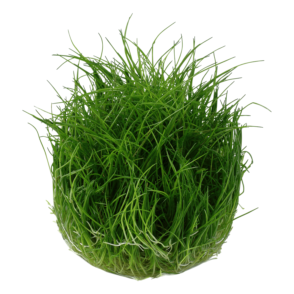 Eleocharis Pusilla Mini 1-2-Grow