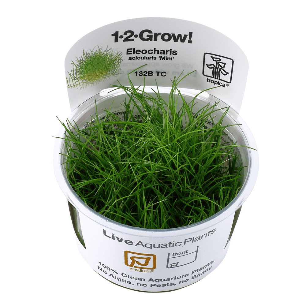 Eleocharis Pusilla Mini 1-2-Grow