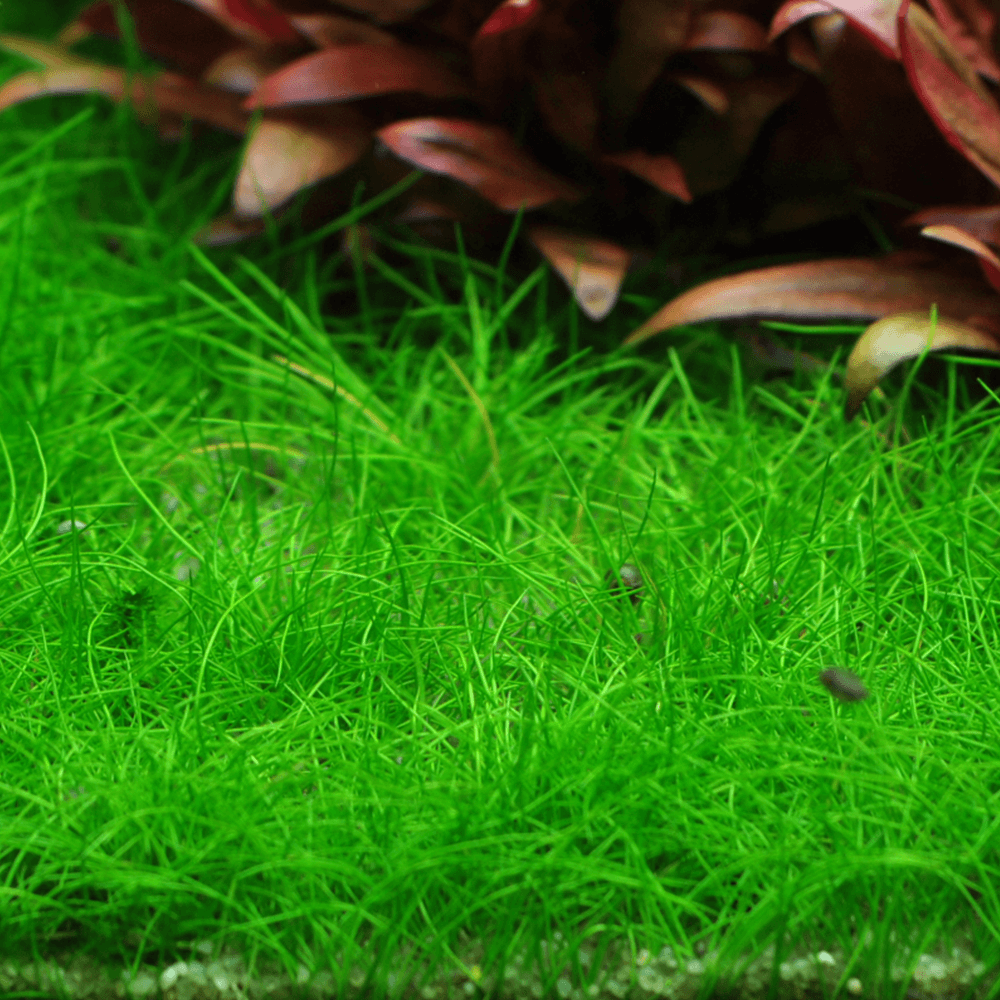 Eleocharis Pusilla Mini 1-2-Grow