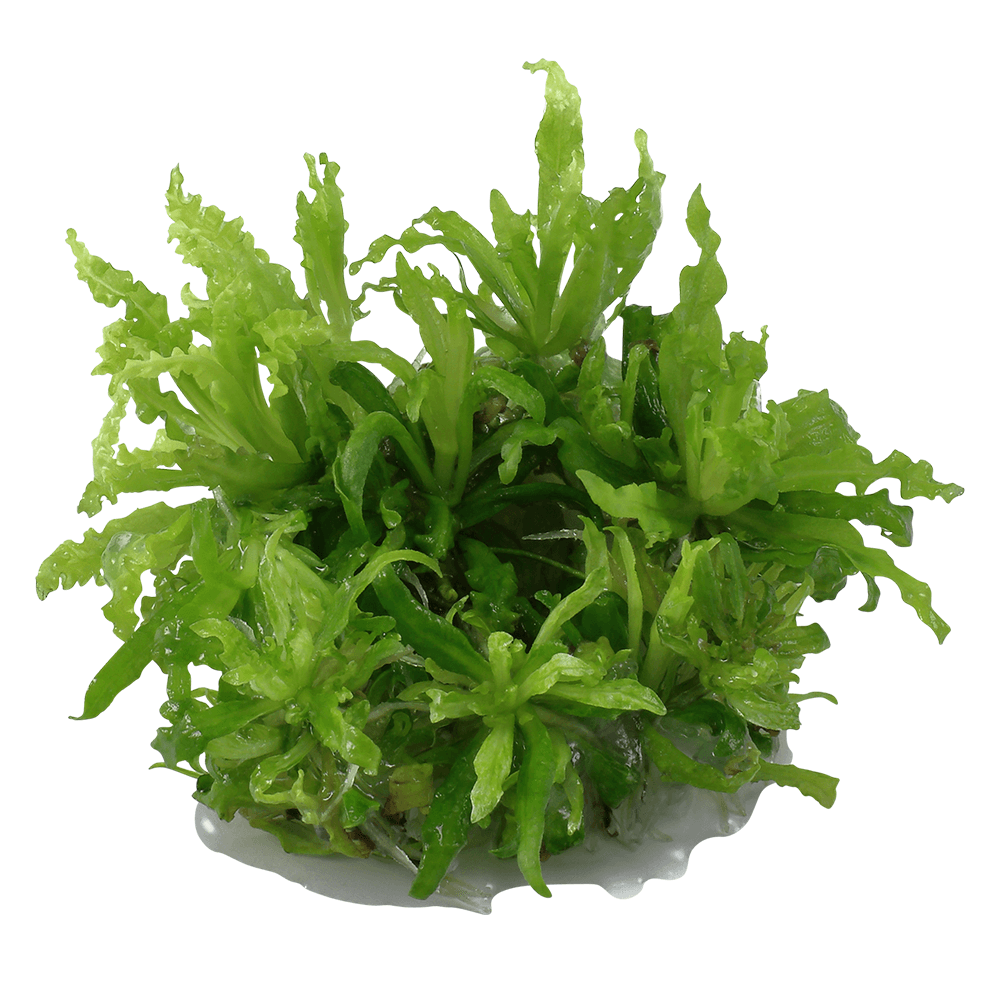 Pogostemon Helferi 1-2-Grow