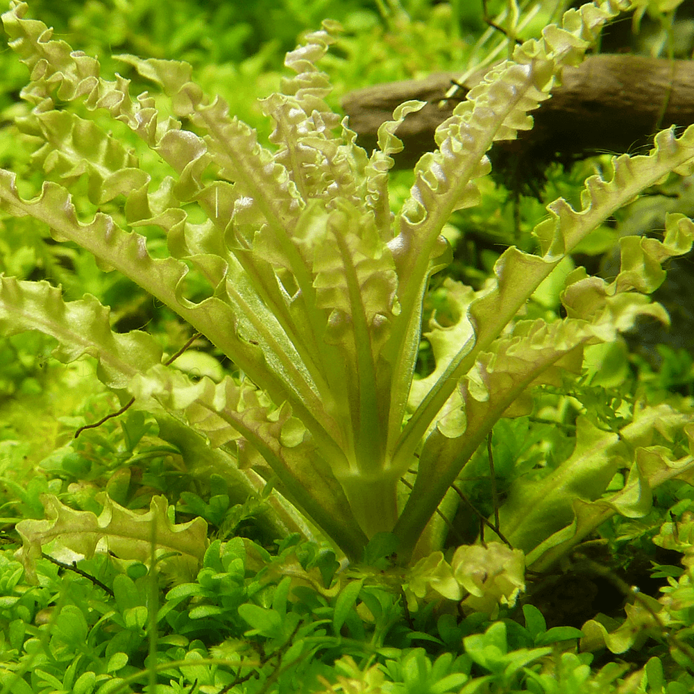 Pogostemon Helferi 1-2-Grow