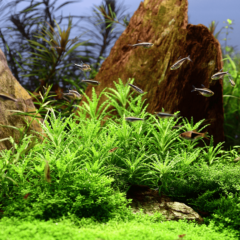 Pogostemon Helferi 1-2-Grow