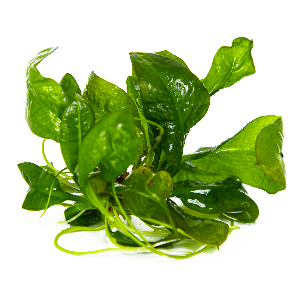 Echinodorus Grisebachii Tropica 1-2-Grow