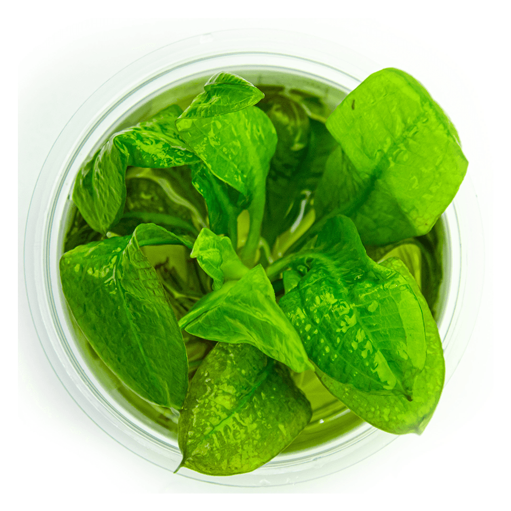 Echinodorus Grisebachii Tropica 1-2-Grow