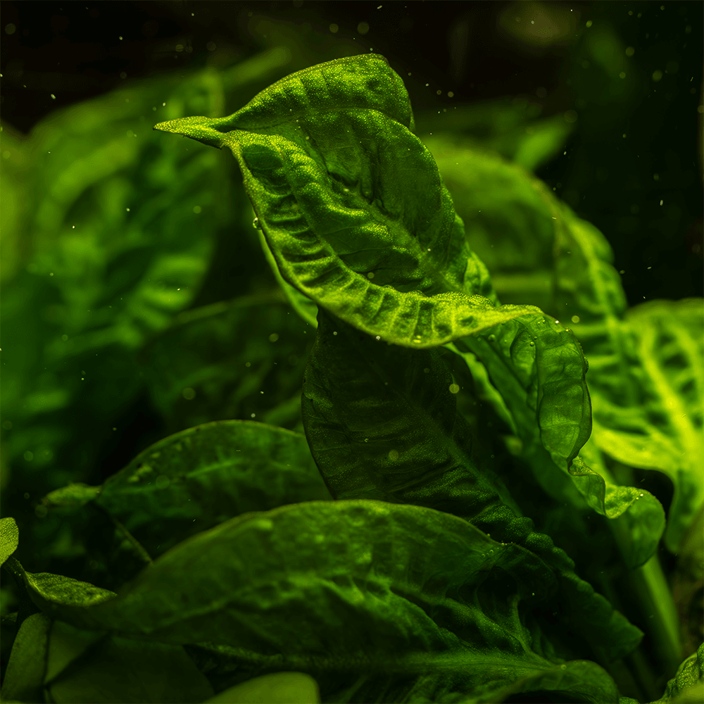 Echinodorus Grisebachii Tropica 1-2-Grow