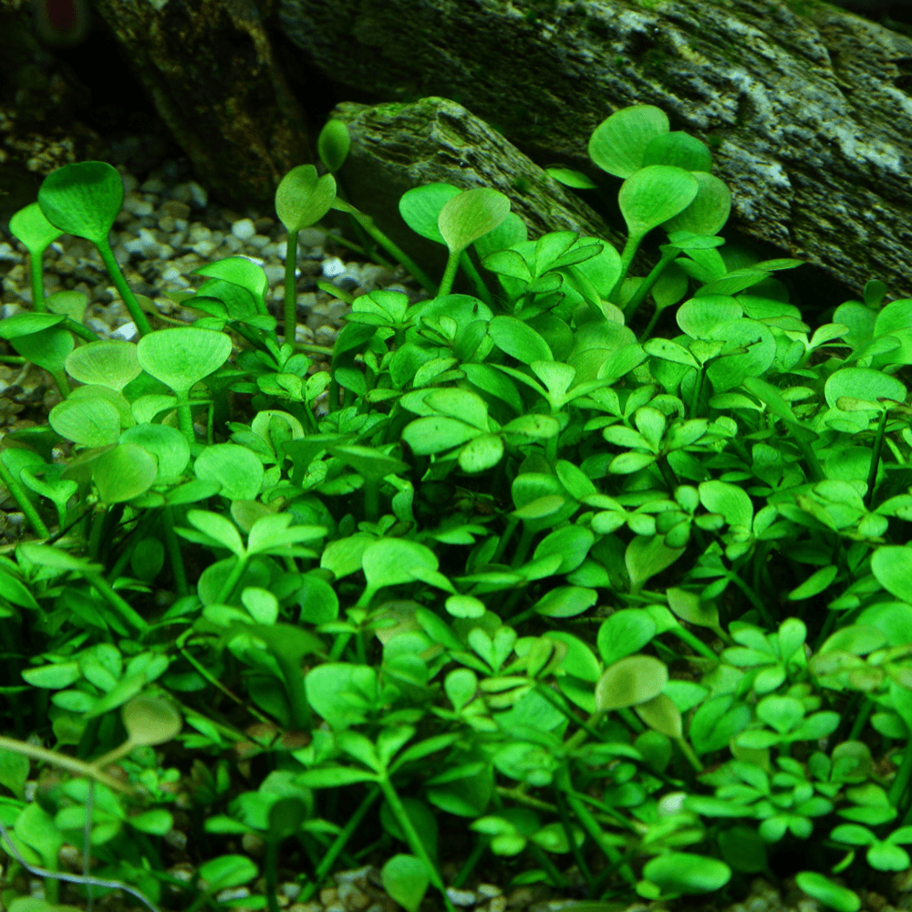 Marsilea Hirsuta 1-2-Grow