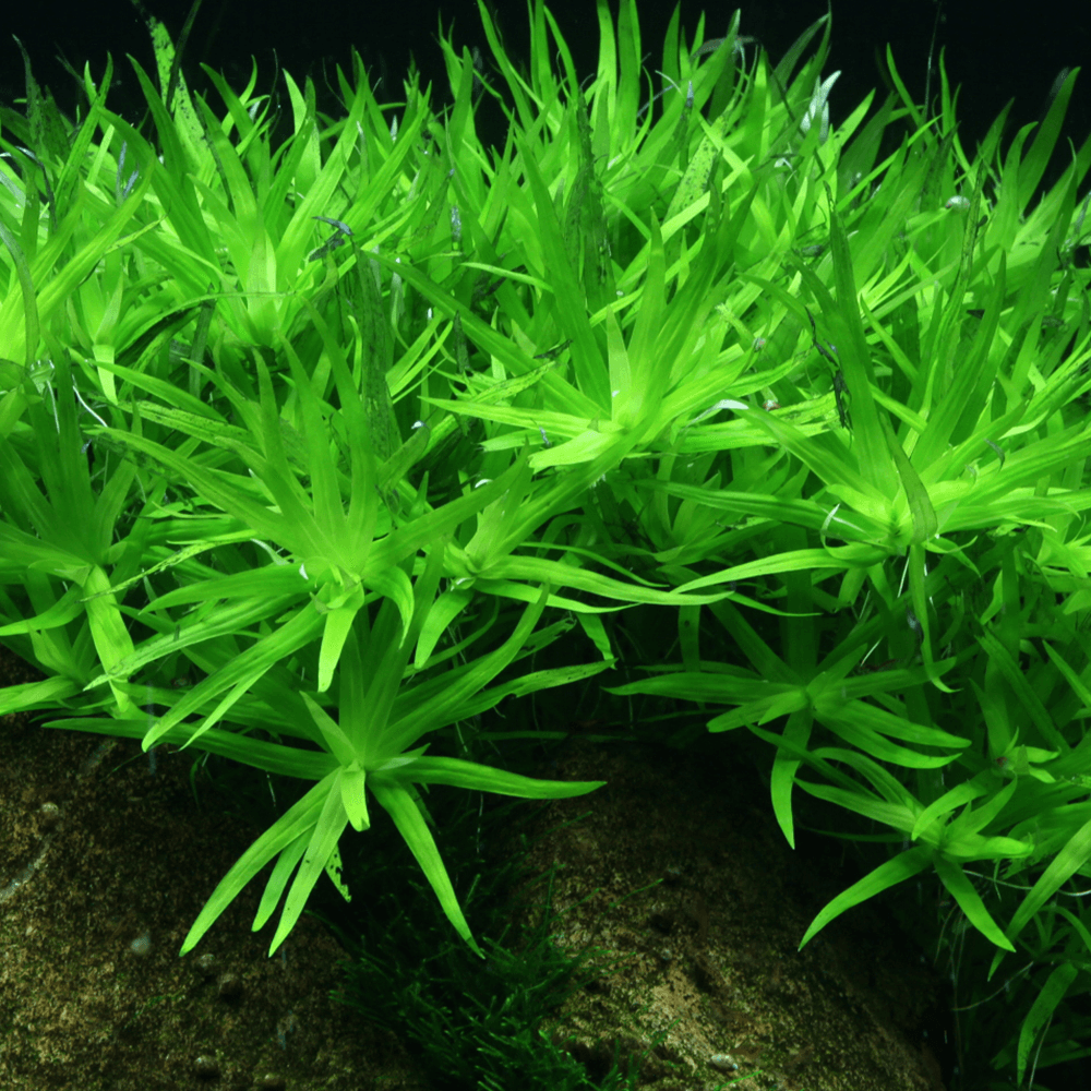 Heteranthera Zosterifolia 1-2-Grow