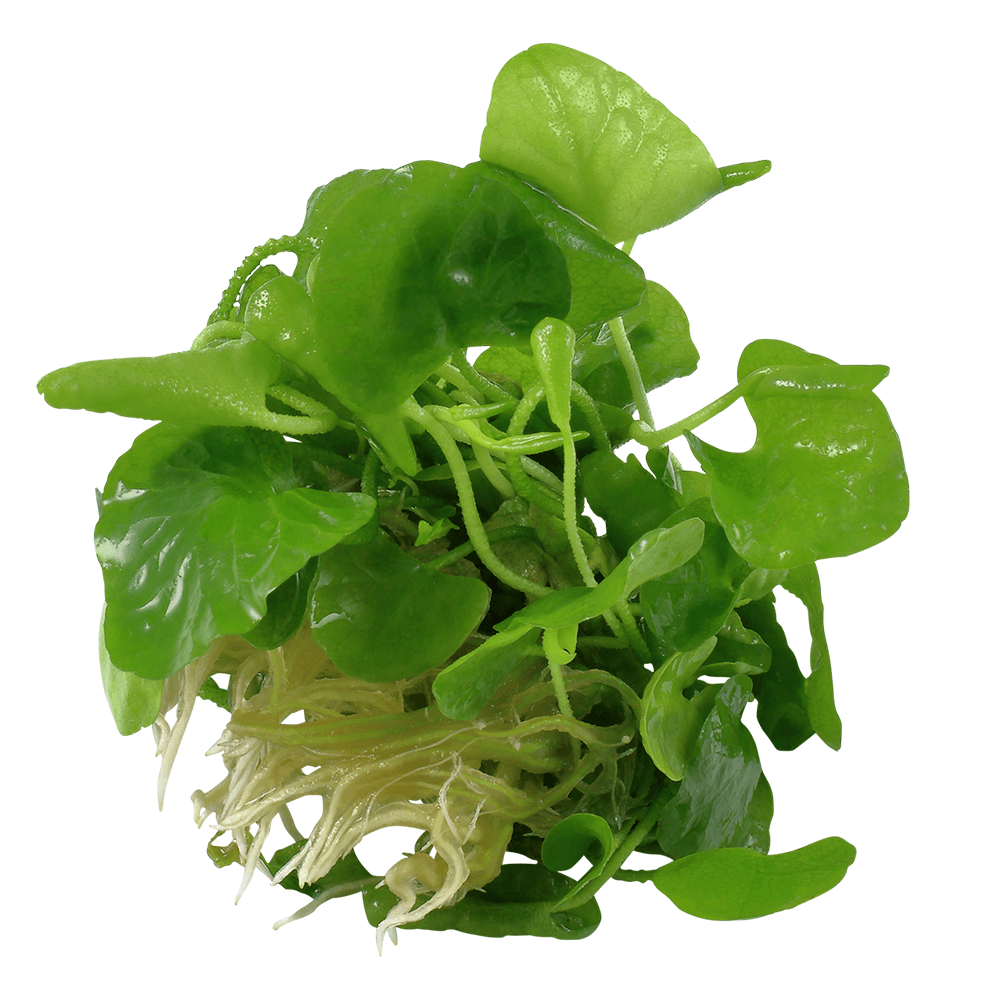 Nymphoides Hydrophylla Taiwan 1-2-Grow