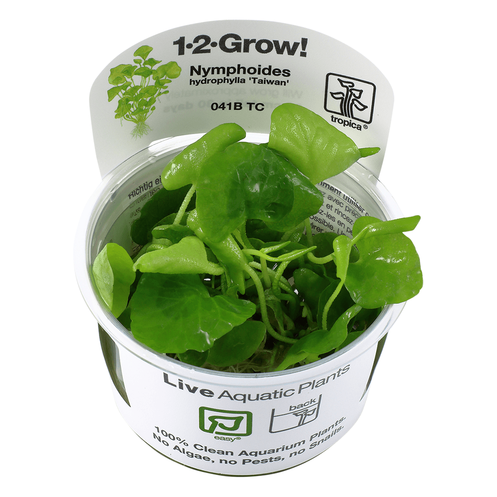 Nymphoides Hydrophylla Taiwan 1-2-Grow