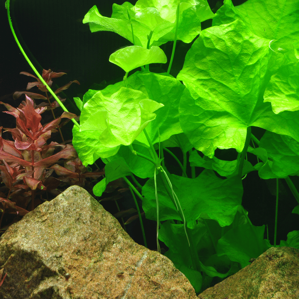 Nymphoides Hydrophylla Taiwan 1-2-Grow