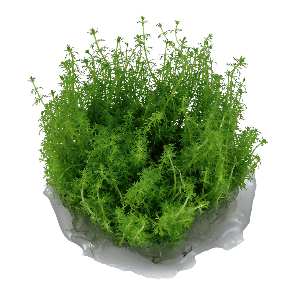 Myriophyllum Guyana 1-2-Grow