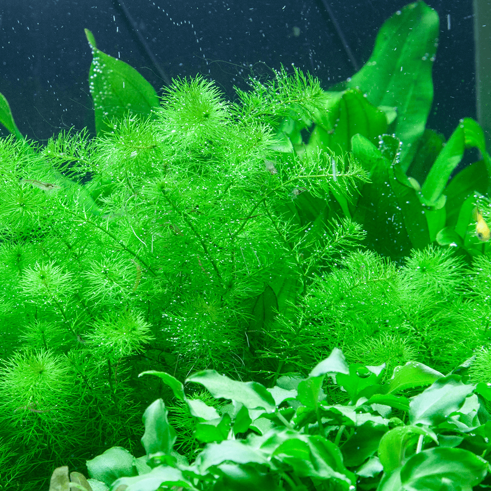 Myriophyllum Guyana 1-2-Grow