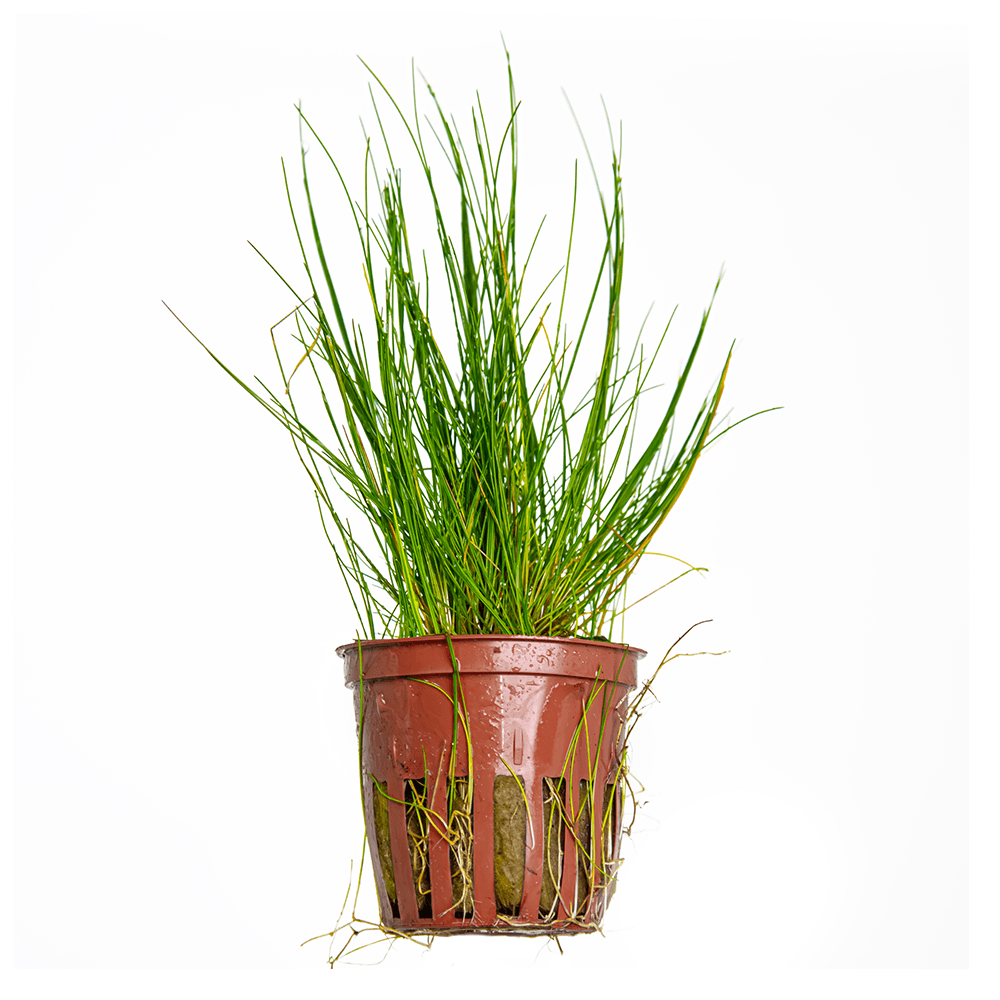 Eleocharis Parvula - Live Aquarium Plant
