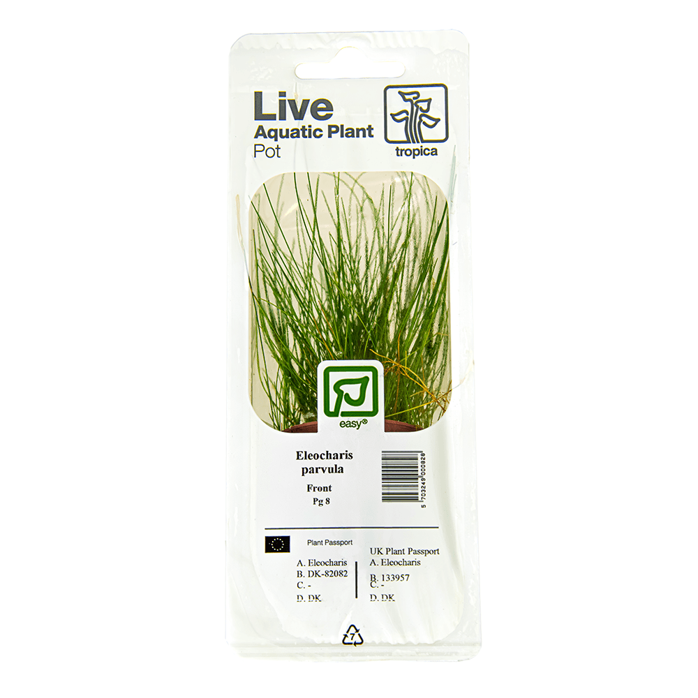 Eleocharis Parvula - Live Aquarium Plant