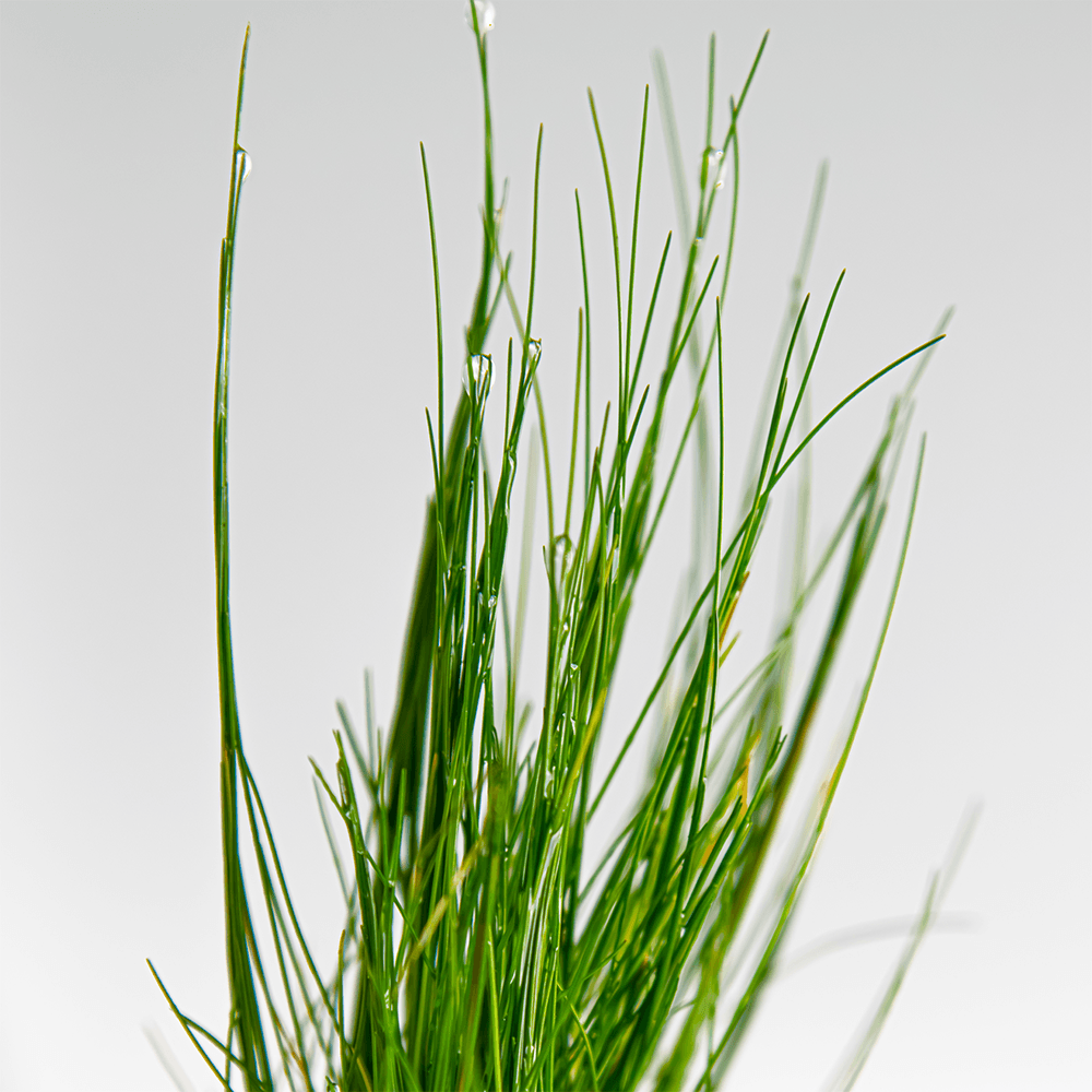 Eleocharis Parvula - Live Aquarium Plant