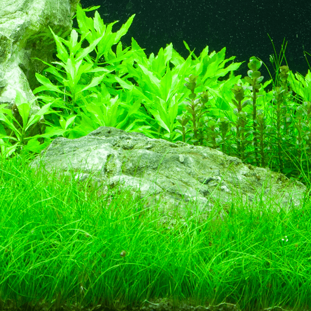 Eleocharis Parvula - Live Aquarium Plant