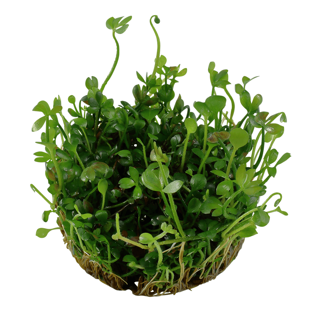 Marsilea Hirsuta 1-2-Grow
