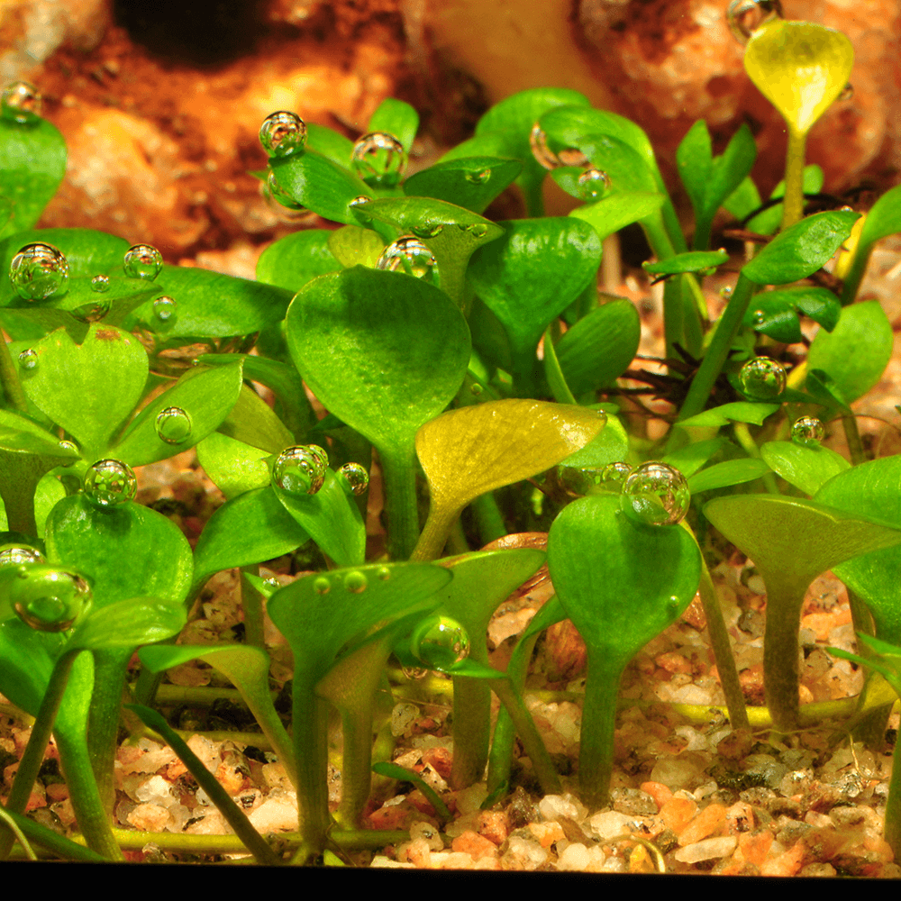 Marsilea Hirsuta 1-2-Grow