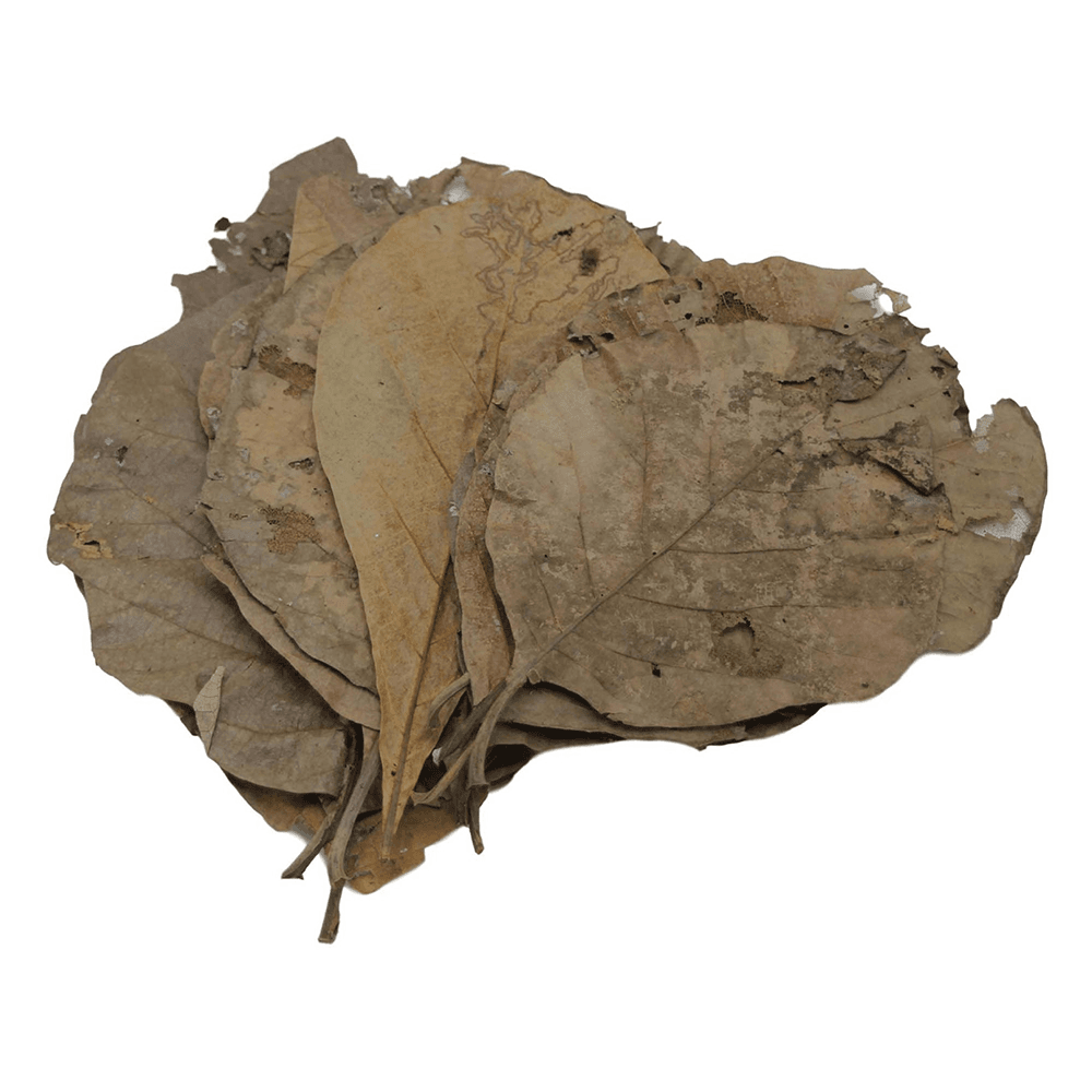 Teak Leaves (10pk)