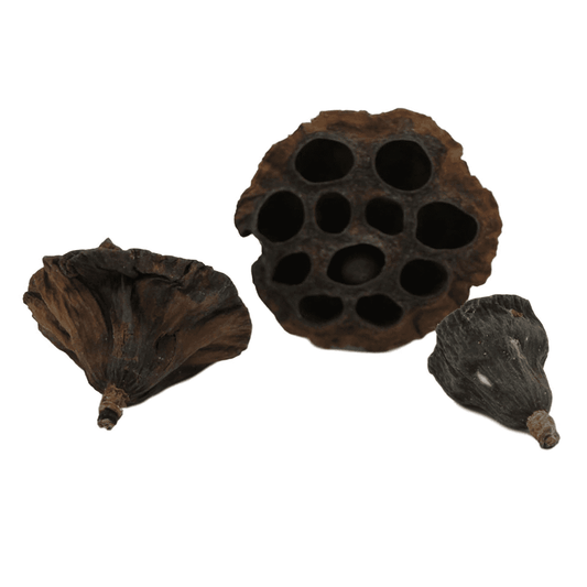 Lotus Pods (3pk)