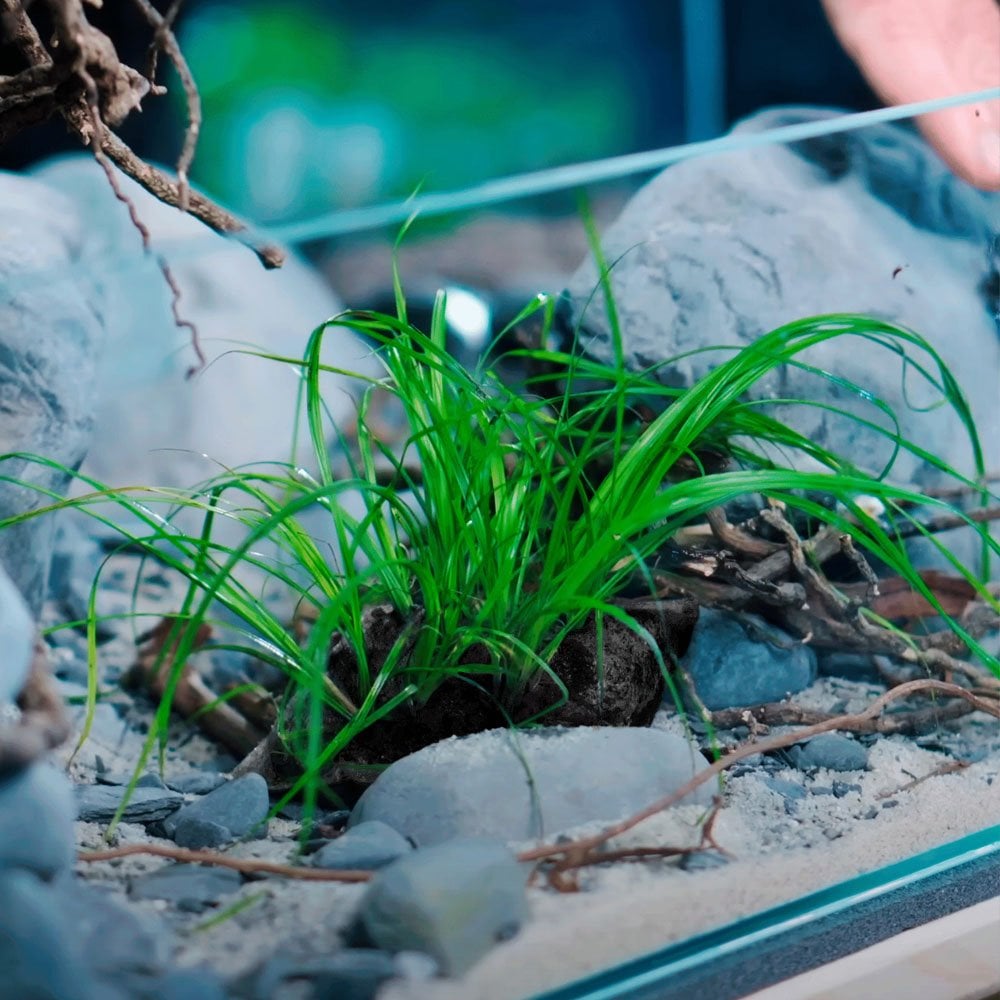 Aquagrow Insula Pads M (2pk)