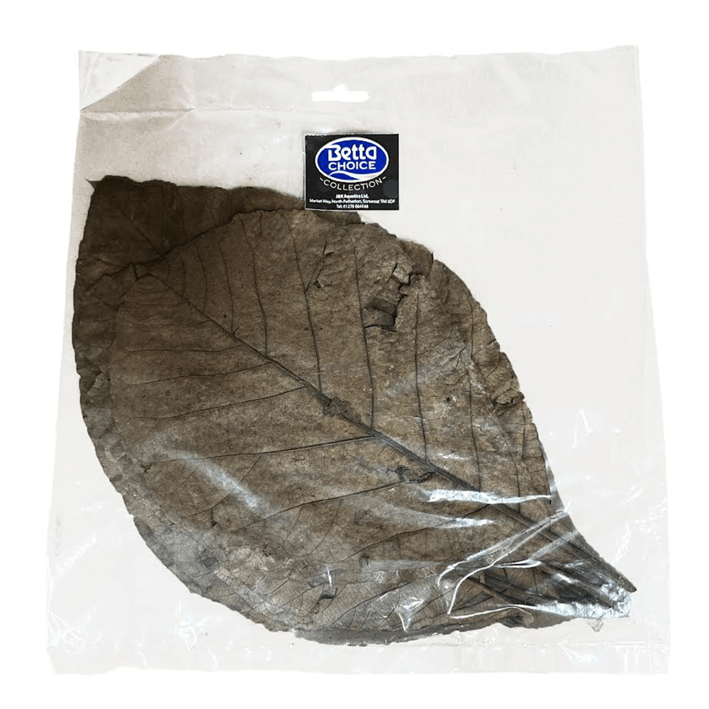 Teak Leaves (10pk)