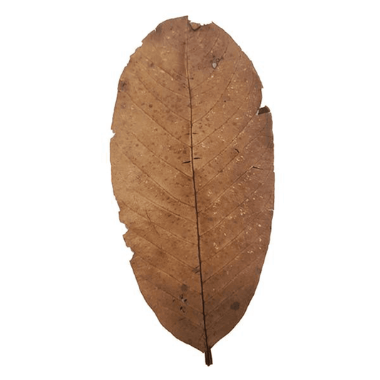 Guava Leaves (15pk)