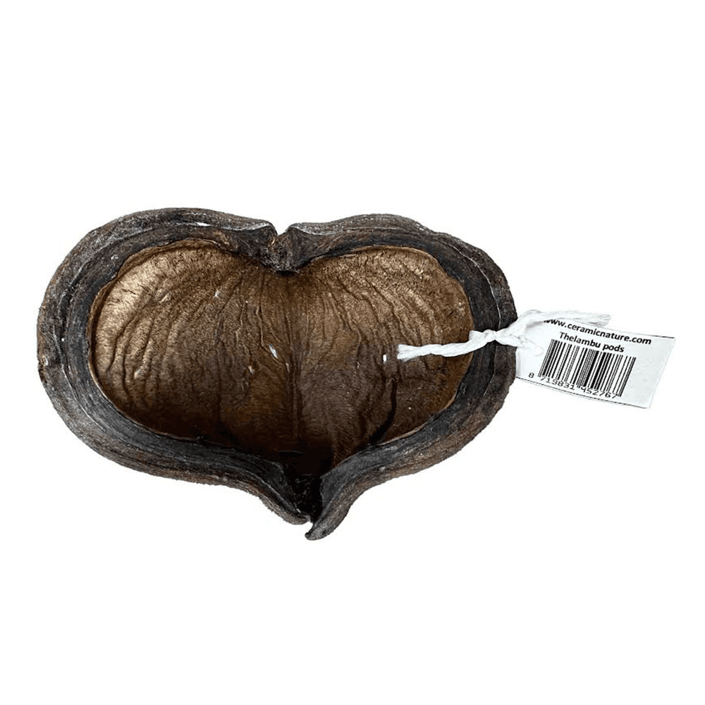 Thelambu Pods (1pk)