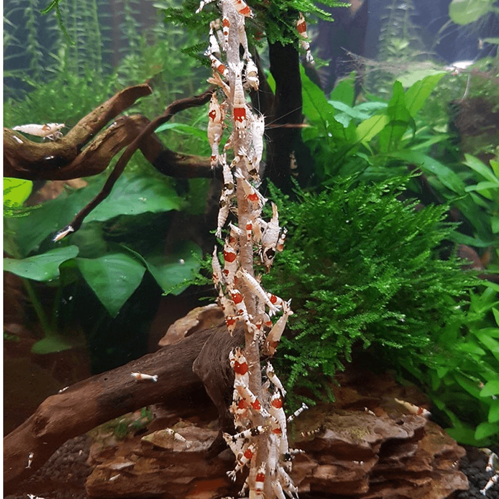 Shrimps Forever Shrimp Sticks - Astaxanthin (10pk)