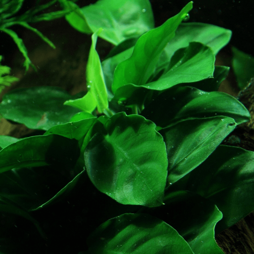 Anubias Barteri Var. Nana On Wood With Sucker