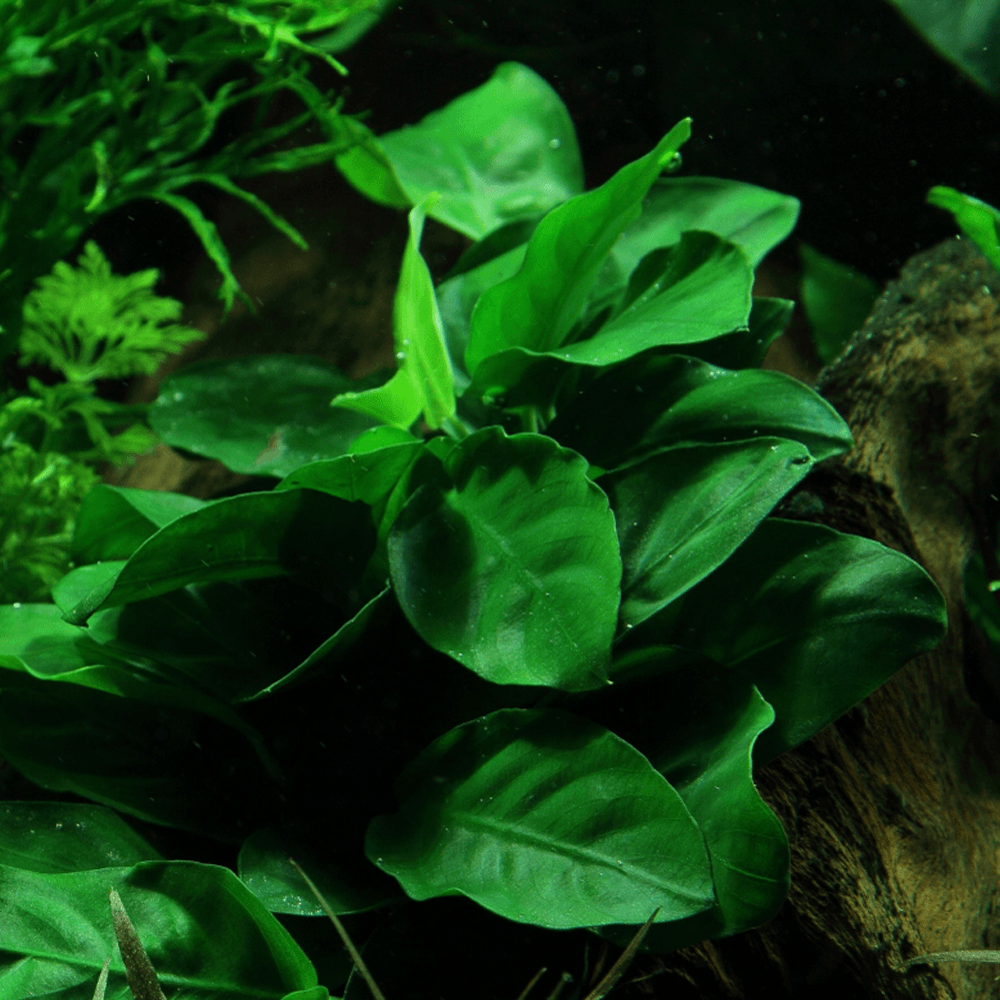 Anubias Barteri Var. Nana On Lava Stone
