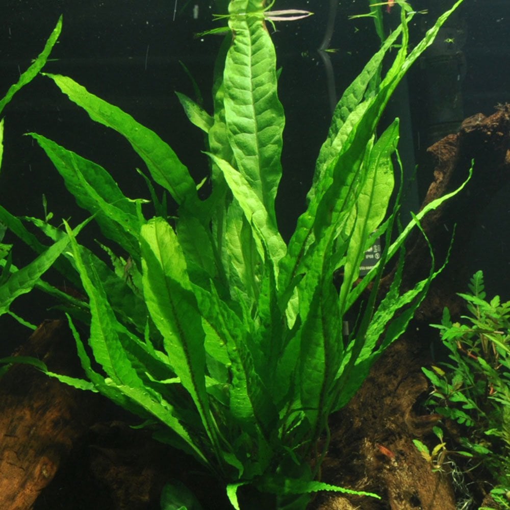 Microsorum Pteropus On Lava Stone