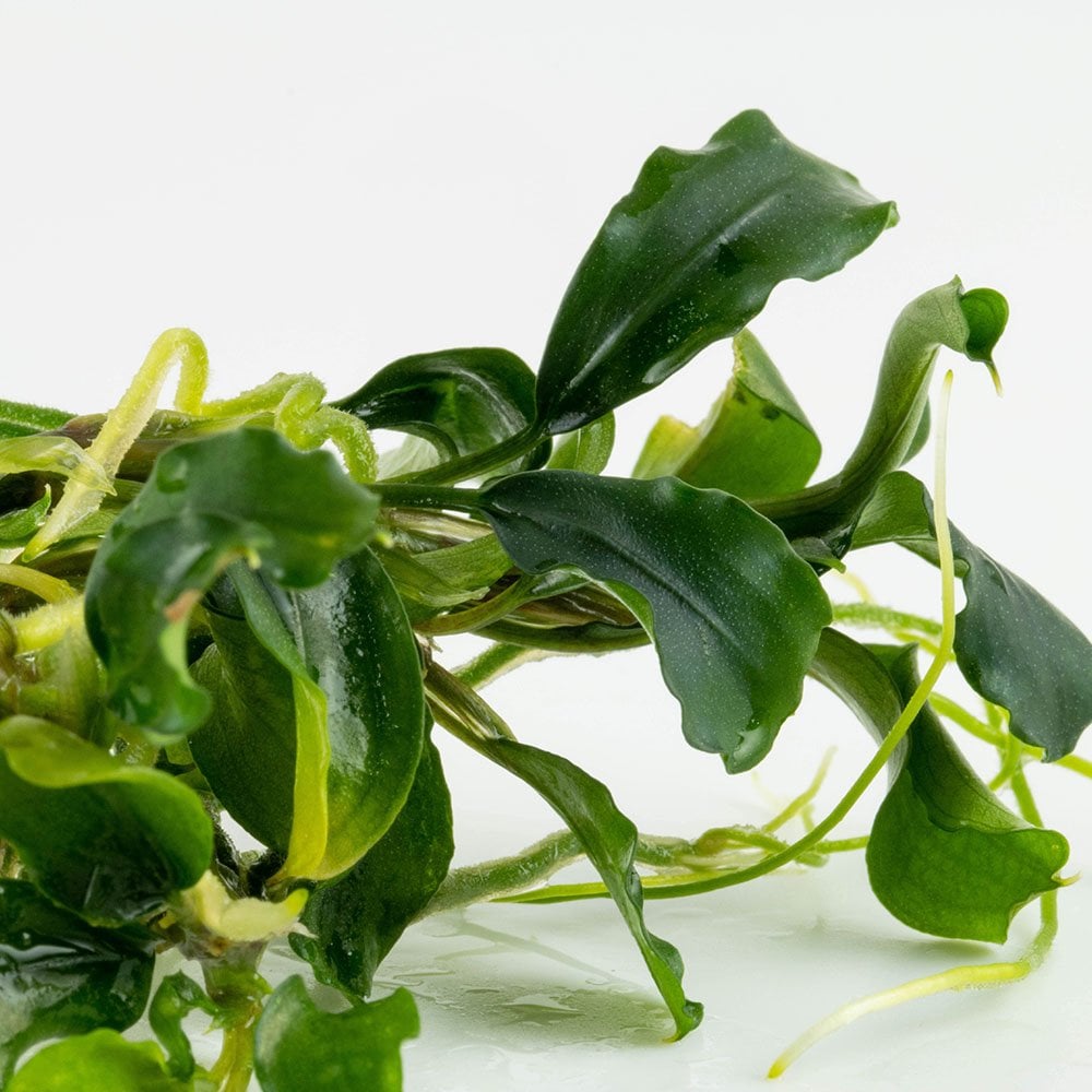 Bucephalandra Pygmaea Bukit Kelam 1-2-Grow